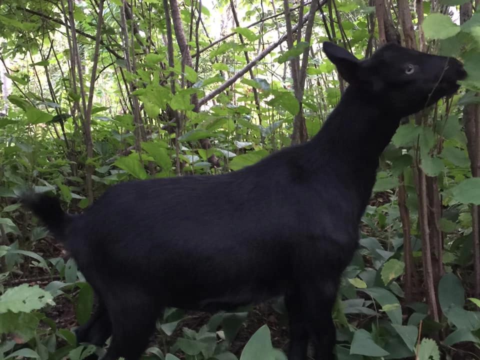 Nigerian Dwarf Dairy Goats Minnesota