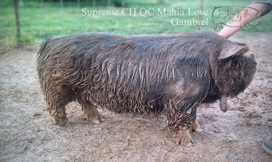 A hairy pig standing on dirt with a person touching it.