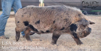A spotted pig walking on grass.