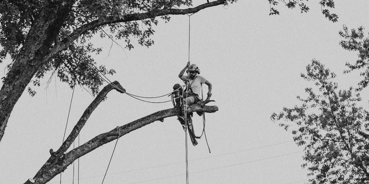 Tree trimming a large maple overhanging a house 