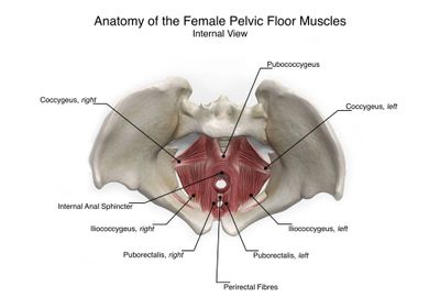 Pelvic floor muscles to help with pain in the groin area
