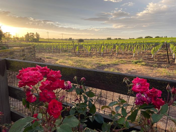 Looking north over Sprague Family Vineyard.