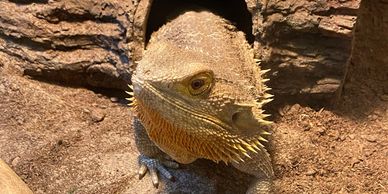 Adult female bearded dragon