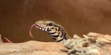 Black and white tegu