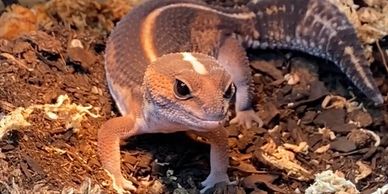 African fat tail gecko female