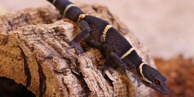 Chinese cave gecko standing on cork bark