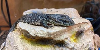 Savannah monitor on a rock