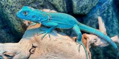 Blue iguana on a piece of wood