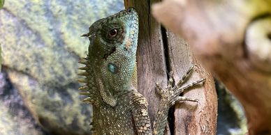 Green mountain horned dragon on a stick