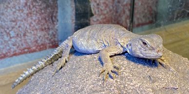 Uromastyx lizard on a rock