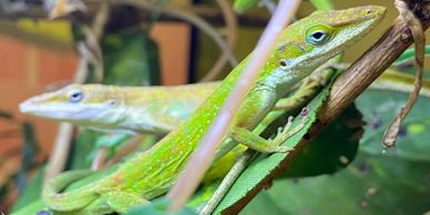 Two green anoles in the leaves