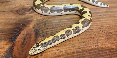 Sand boa laying on the counter