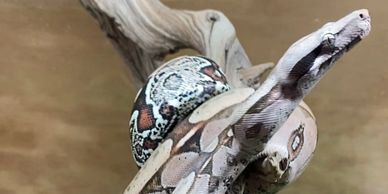 Suriname boa pierced on a branch