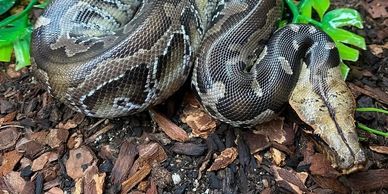 Short tail python on leaves and mulch