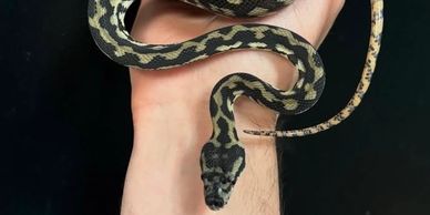 Darwins carpet python being held by hand
