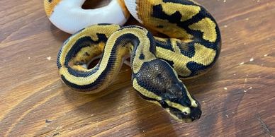 Pied ball python