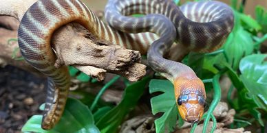 Woma python perched on a branch with some greenery. 