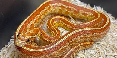 Orange Tessera corn snake on aspen bedding.