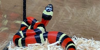 Black, white, and orange milk snake on aspen bedding.