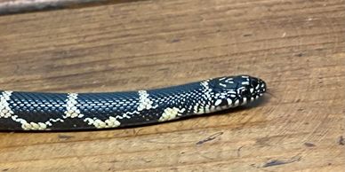 Eastern Chain King snake on wooden background.