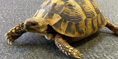 Hermann’s tortoise 