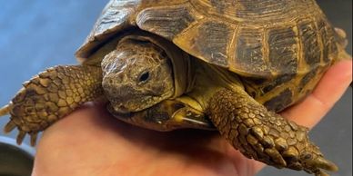Russian tortoise being held
