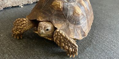 Sulcata tortoise
