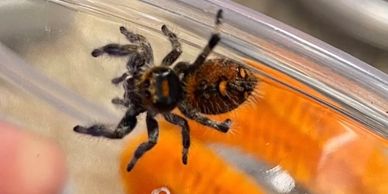 Orange jumping spider