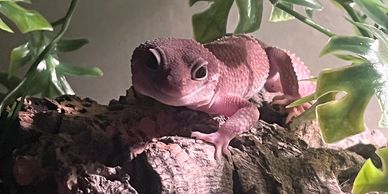Leopard gecko on a log