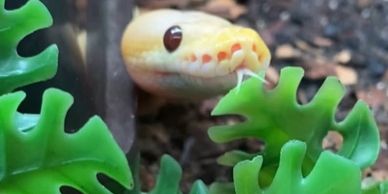 Yellow ball python sticking it’s tongue out