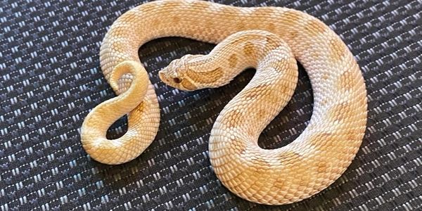 Toffee belly hognose