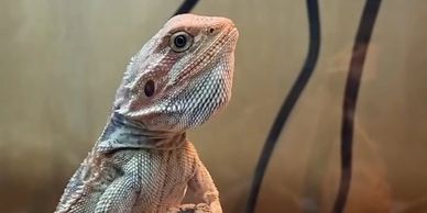 Bearded dragon with his beard puffed out