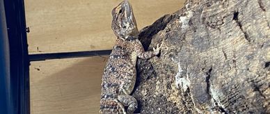 Shield tail agama