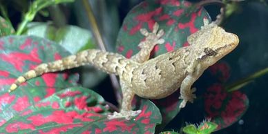 Mourning gecko on green and red leaf