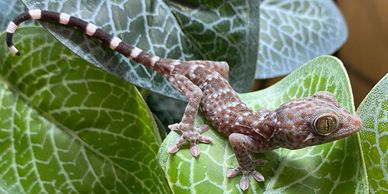 Tokay gecko on a leaf