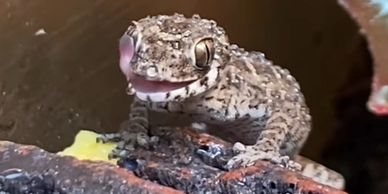 Viper gecko licking its eyeball