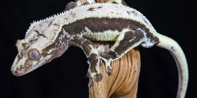 Black and white crested gecko on a stick