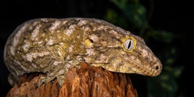 Leachianus gecko perched on a branch