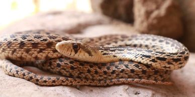 Gopher snake