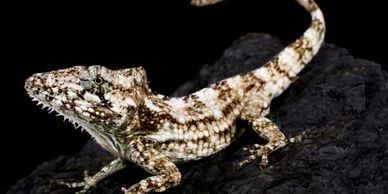 False Chameleon