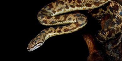 Spotted python with black background