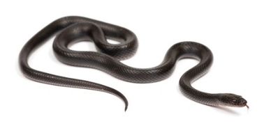 Black African house snake on a white background.