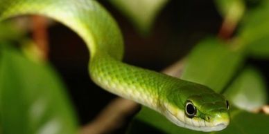 Rough green snake