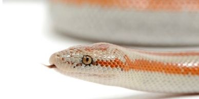 Rosy boa with a white background