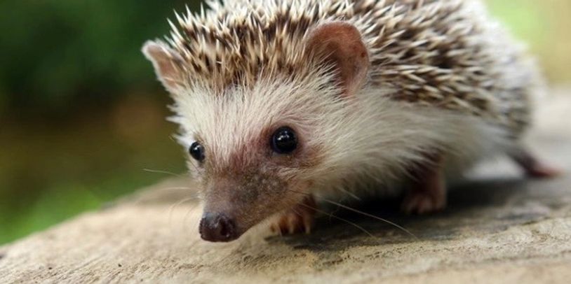 Cute hedgehog