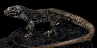 Melanistic jeweled lacerta 