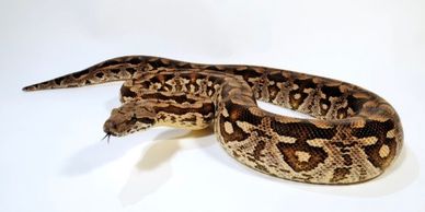 Dumerils boa with a white background