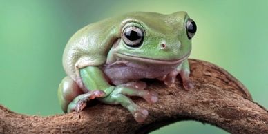 Australian whites tree frog on a branch
