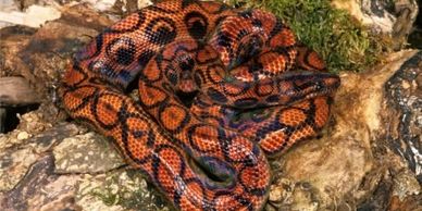 Brazilian rainbow boa on a moss rock