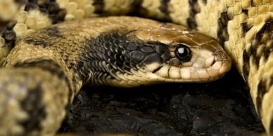 False water cobra